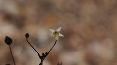 Nemacladus pinnatifidus