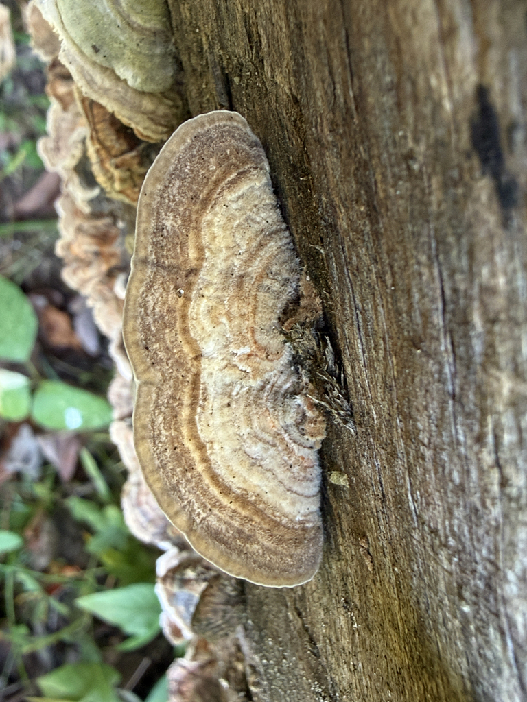 Gilled Polypore · September 2026 · photo: Photo: (c) Morgan Freese, some rights reserved (CC BY) · iNaturalist