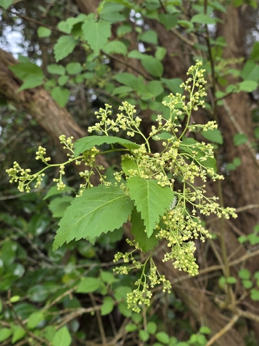 Plagianthus regius, photograph 1