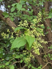 Plagianthus regius