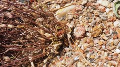 Nemacladus pinnatifidus