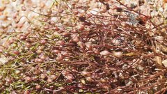 Nemacladus pinnatifidus