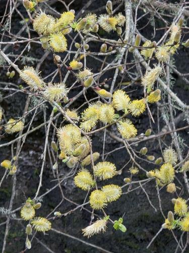 Salix cinerea
