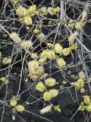 Salix cinerea