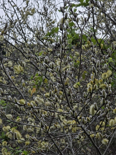 Salix cinerea, photograph 2