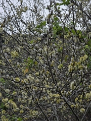 author not stated, no rights reserved Salix cinerea, photograph author not stated, no rights reserved