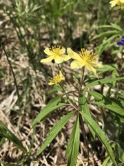 Anemonoides uralensis