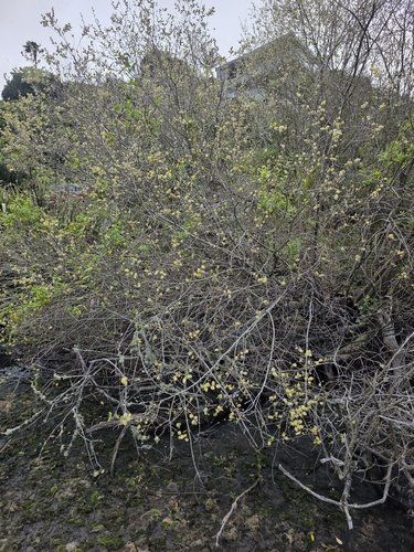 Salix cinerea, photograph 3