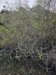 author not stated, no rights reserved Salix cinerea, photograph author not stated, no rights reserved