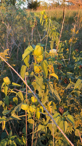 Halberd-leaf Rosemallow