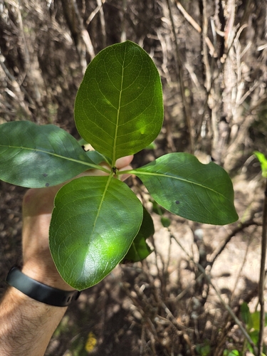 Coprosma macrocarpa
