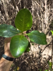 Coprosma macrocarpa