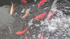 Cyprinus