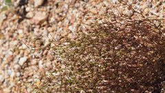 Nemacladus pinnatifidus