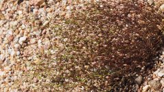 Nemacladus pinnatifidus