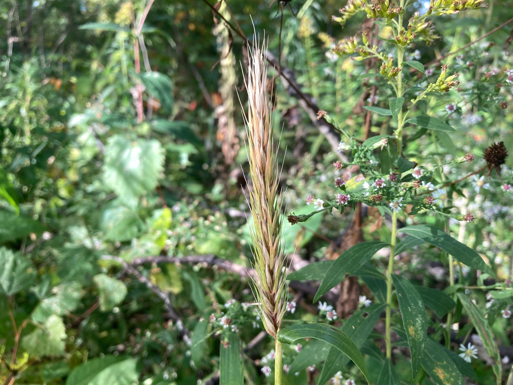 Elymus virginicus; photograph (c) Timon T. K., some rights reserved (CC BY)