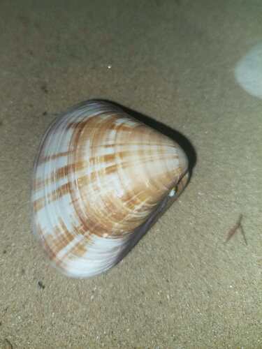 Tivela mactroides observed 2026-09-26