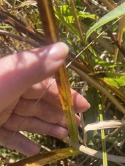 Acorus calamus, photograph author not stated, no rights reserved