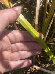 Acorus calamus, photograph author not stated, no rights reserved