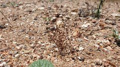 Nemacladus pinnatifidus