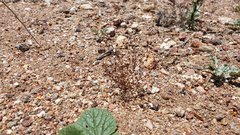 Nemacladus pinnatifidus