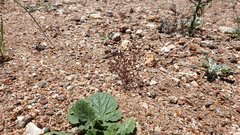 Nemacladus pinnatifidus