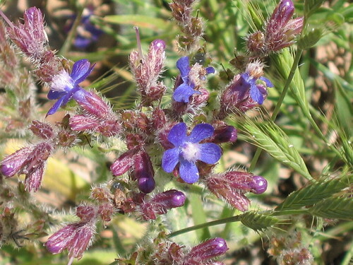Anchusa azurea, photograph 2