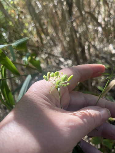 Oxypolis rigidior, photograph 2