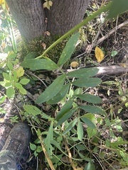 Oxypolis rigidior, photograph author not stated, no rights reserved