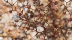 Nemacladus pinnatifidus