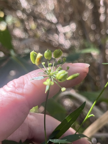 Oxypolis rigidior, photograph 3