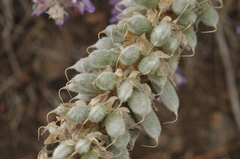Lupinus leucophyllus