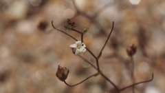 Nemacladus pinnatifidus