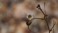 Nemacladus pinnatifidus