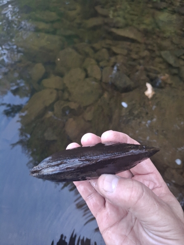 Freshwater mussel, 2026-09-26