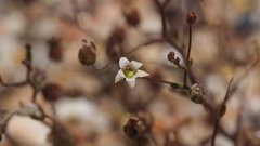 Nemacladus pinnatifidus