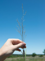 Panicum hallii
