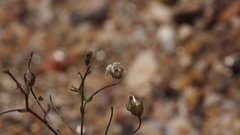 Nemacladus pinnatifidus