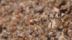 Nemacladus pinnatifidus