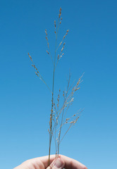 Panicum hallii