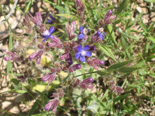 Anchusa azurea, photograph 3