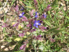 Anchusa azurea, photograph (c) zebedeugalinha, some rights reserved (CC BY)