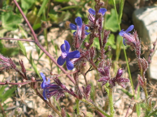 Anchusa azurea, photograph 1