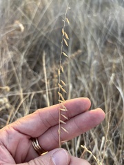 Bouteloua curtipendula