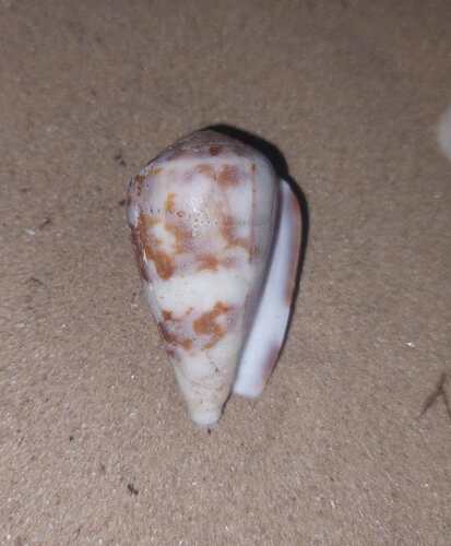 Conus ermineus observed 2026-09-26