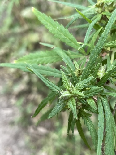 Cannabis