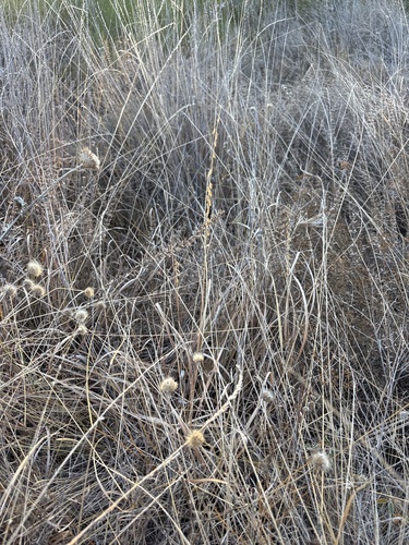 Bouteloua curtipendula, photograph 2