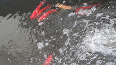 Cyprinus