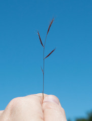 Bouteloua trifida