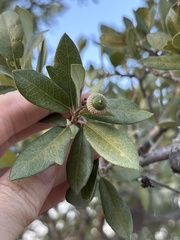 Quercus fusiformis